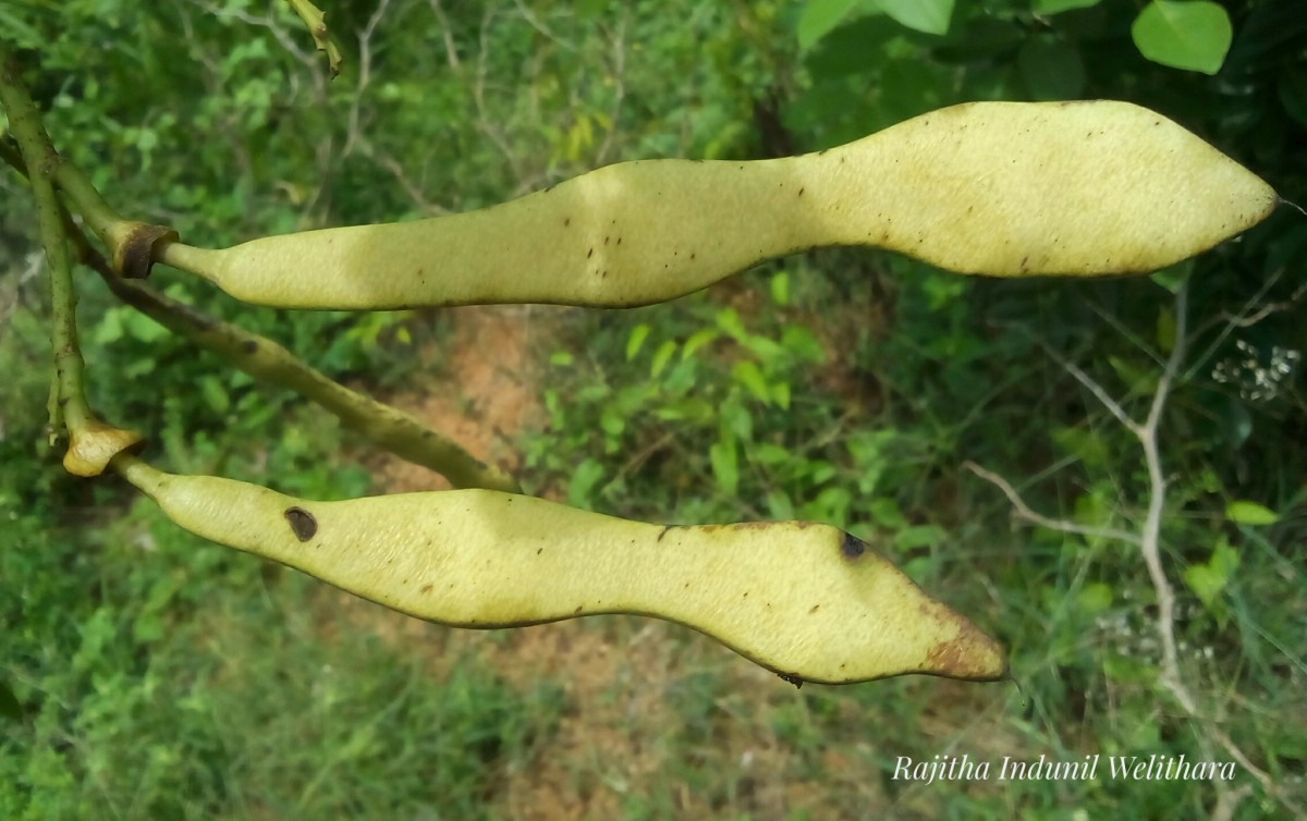 Gliricidia sepium (Jacq.) Steud.